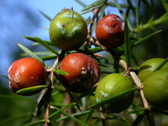 Juniperus oxycedrus