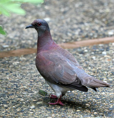 Patagioenas cayennensis