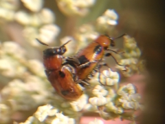 Coptocephala