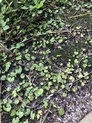 Dichondra