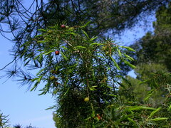 Juniperus oxycedrus
