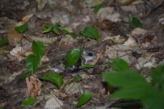 Glaucomys volans