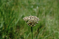 Allium cyrillii