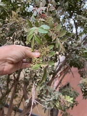 Schinus terebinthifolia