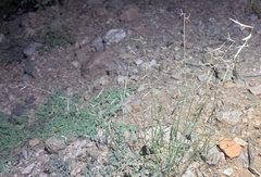Bouteloua aristidoides