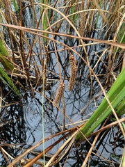 Carex rostrata