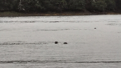 Phoca vitulina vitulina