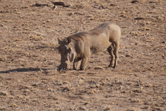 Phacochoerus africanus massaicus