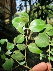 Psydrax obovata elliptica
