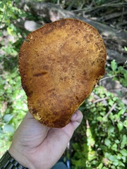 Gymnopilus luteus