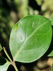 Psydrax obovata elliptica