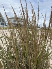Ammophila breviligulata