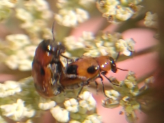 Coptocephala