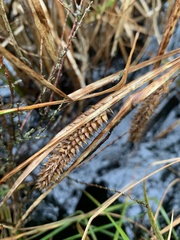 Carex rostrata