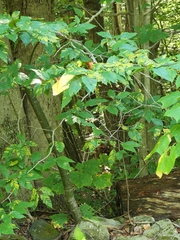 Fagaceae