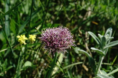 Allium cyrillii