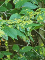 Fagaceae