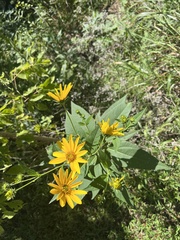 Helianthus hirsutus