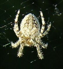 Larinioides ixobolus