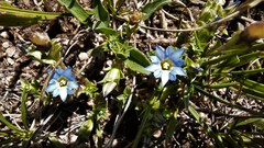 Gentiana squarrosa