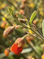 Hermannia multiflora