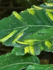 Fagaceae