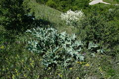 Crambe pinnatifida