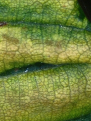 Fagaceae