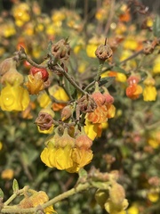 Hermannia multiflora