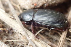Zabrus tenebrioides