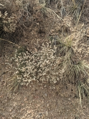 Eriogonum effusum