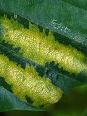 Fagaceae