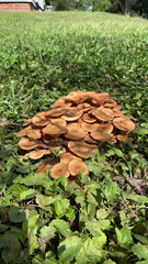 Desarmillaria