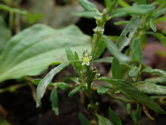 Polygonum aviculare