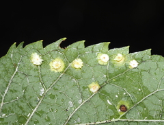 Pachypsylla celtidisasterisca