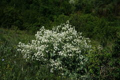 Crambe pinnatifida