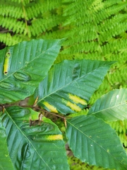 Fagaceae