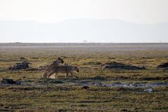 Panthera leo melanochaita