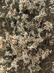Eriogonum effusum