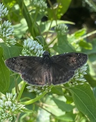 Erynnis horatius