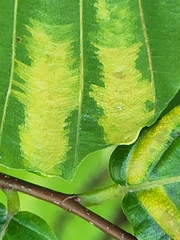 Fagaceae