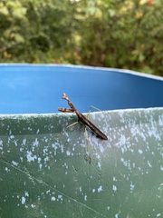 Stagmomantis carolina