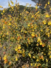 Hermannia multiflora