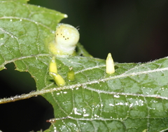 Celticecis aciculata