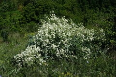 Crambe pinnatifida