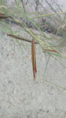 Bouteloua barbata