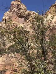 Fraxinus anomala