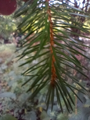 Picea sitchensis