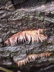 Radulomyces copelandii