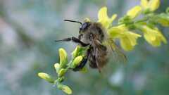 Bombus pascuorum